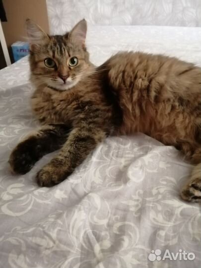 Кошки в добрые руки