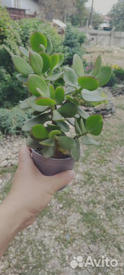 Крассула Денежное дерево толстянка