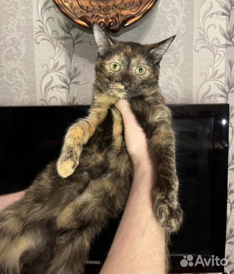 Котята ищут дом
