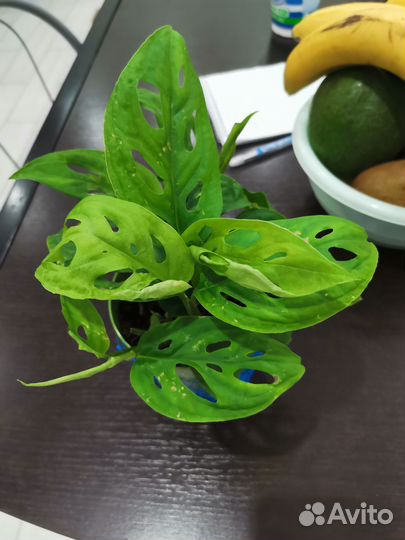 Монстера манки