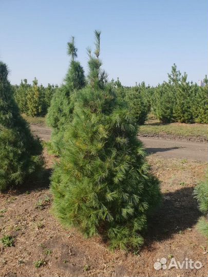 Сосна веймутова