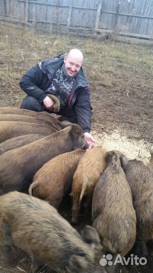 Продам охотхозяйство