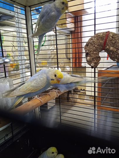 Радужные волнистые попугаи