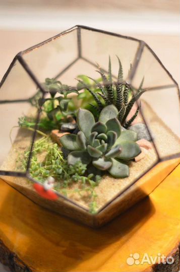 Флорариум Додекаэдр с суккулентами