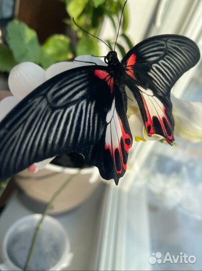 Выездная экскурсия «Мир живых бабочек»