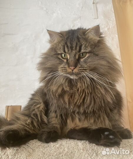 Кот в добрые руки