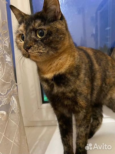 Коты в добрые руки