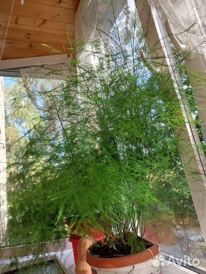 Аспарагусы