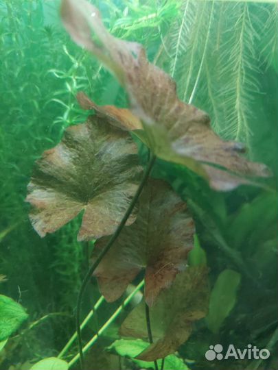 Аквариумные рыбки и растения в москве