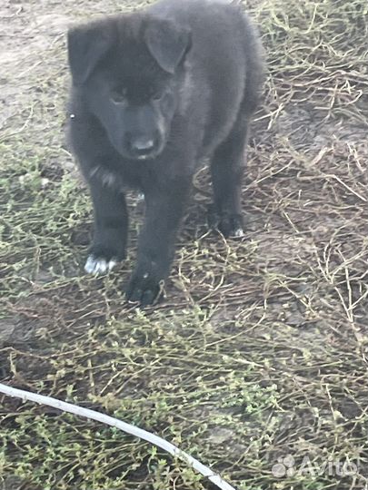 Щенки немецкой овчарки