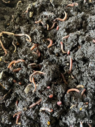 Черви для вермифермы