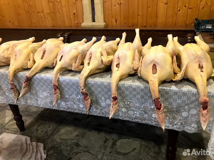 Индюки домашние