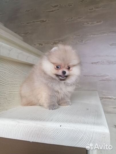 Девочка мини. Доставка