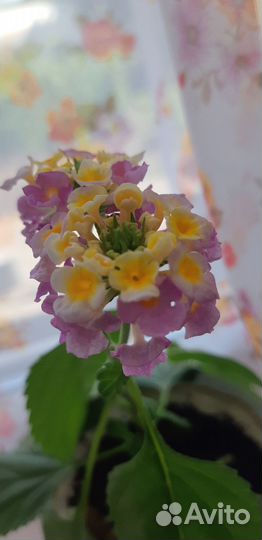 Комнатные красивоцветущие