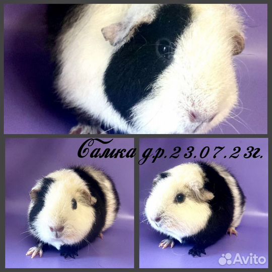 Морские свинки из Питомника (самки)