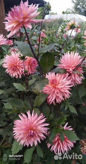 Георгин (корни)