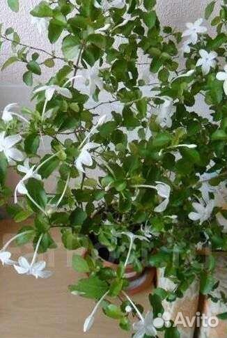 Комнатный жасмин