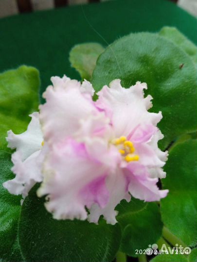 Фиалки как подарок ко дню рождения