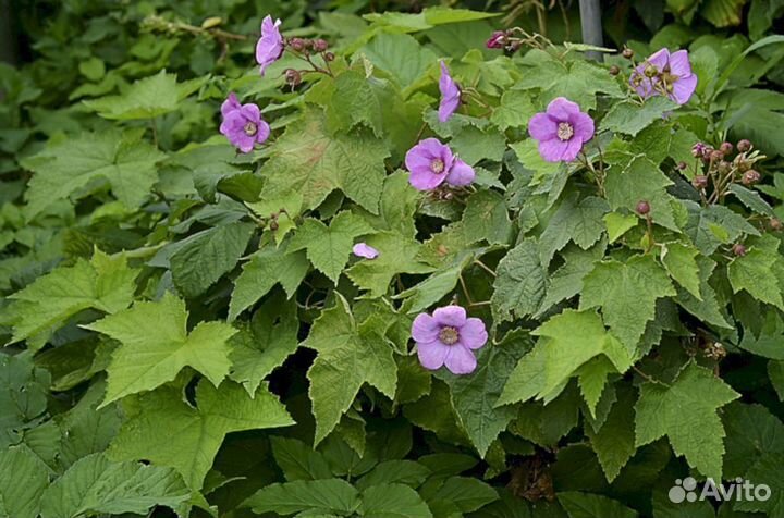 Малина душистая