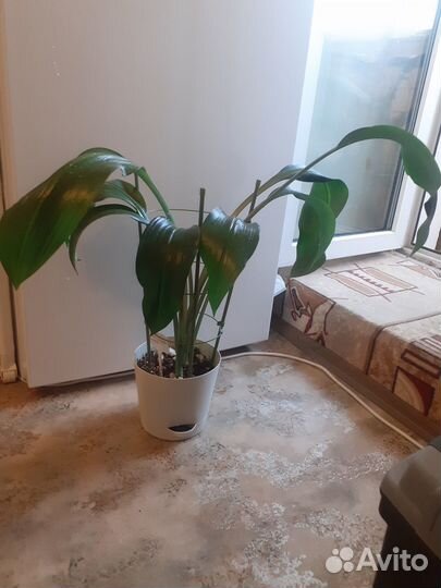 Коллекция тропических растений