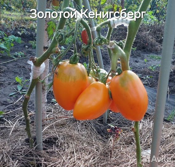 Помидоры высокие рассада