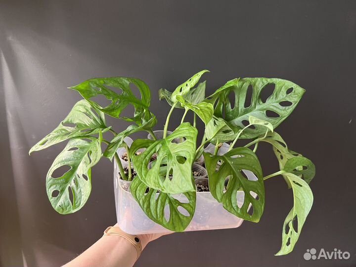 Монстера манки