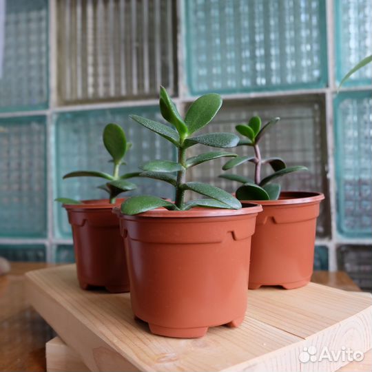 Крассула толстянка