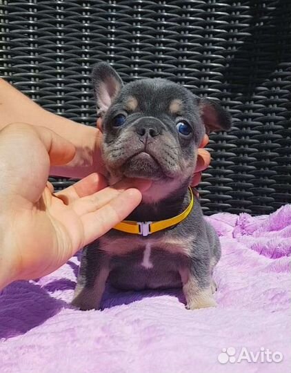 Французский бульдог лиловая девочка