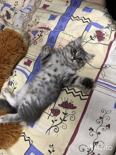 Британские котята