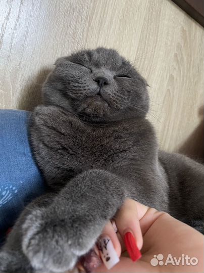 Шотландская вислоухая кошка