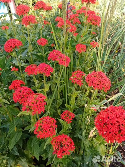 Рассада многолетних садовых цветов