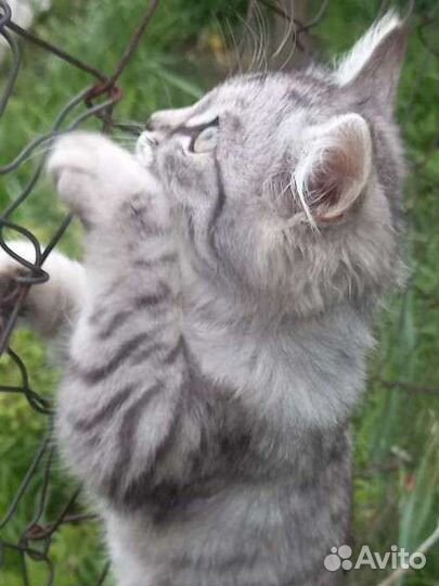 Кошки бесплатно