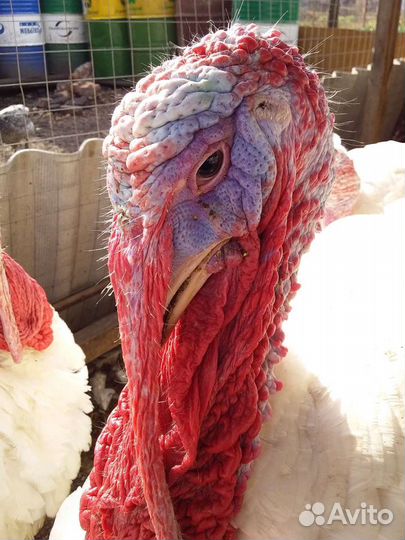 Продам Индейку