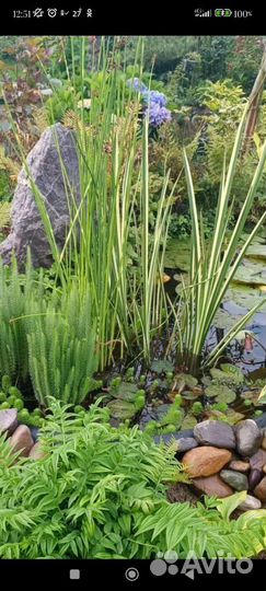 Аир вариегатный и другие водные растения