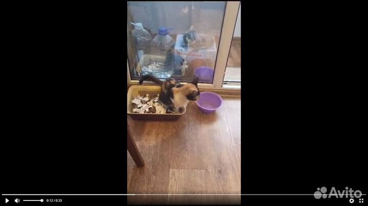 Кошечки в добрые руки