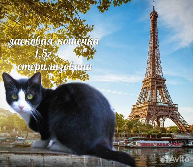 Брошенная кошечка Альфа, стерилиз. Приют