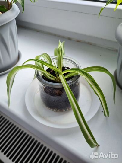 Хлорофитум 3 шт