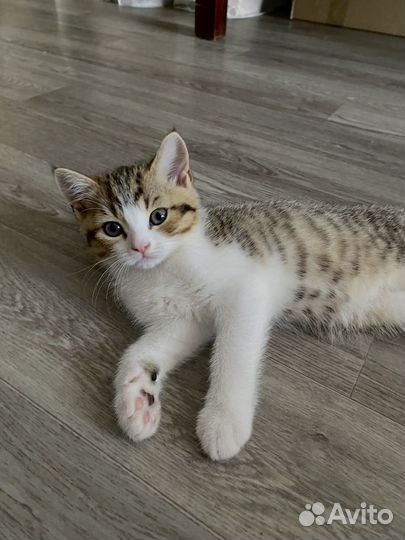 Британский котенок