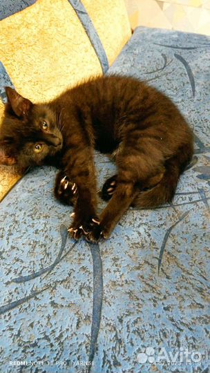 Котёнок девочка в добрые руки