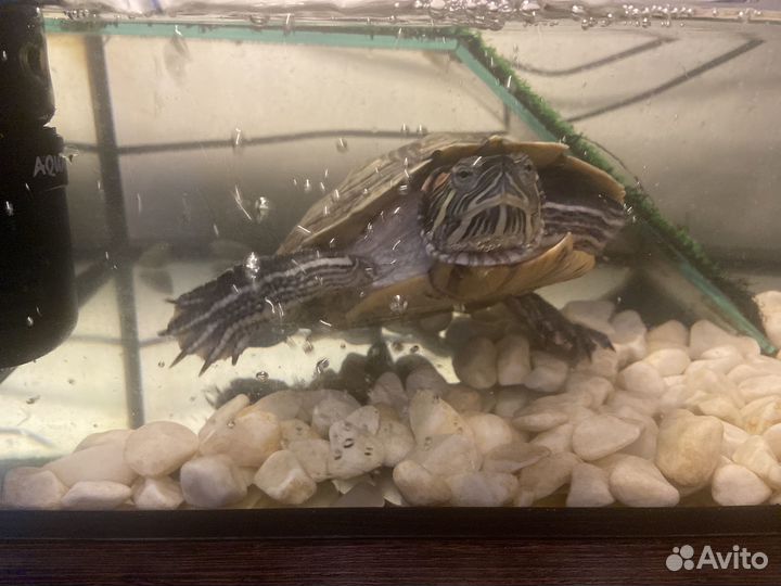 Красноухая черепаха с аквариумом