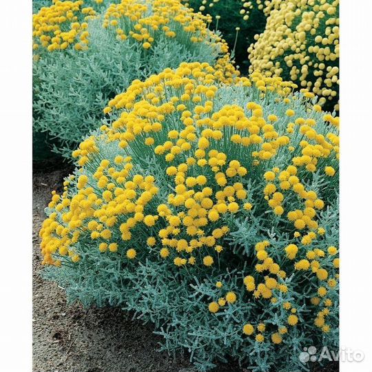 Сантолина серебристая