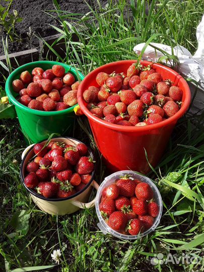 Рассада виктории 