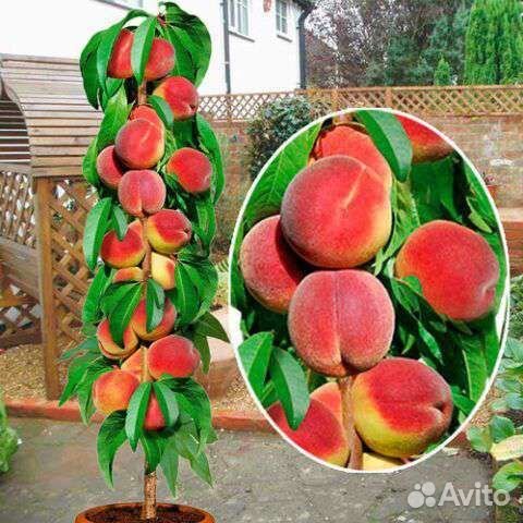 Персик колоновидный