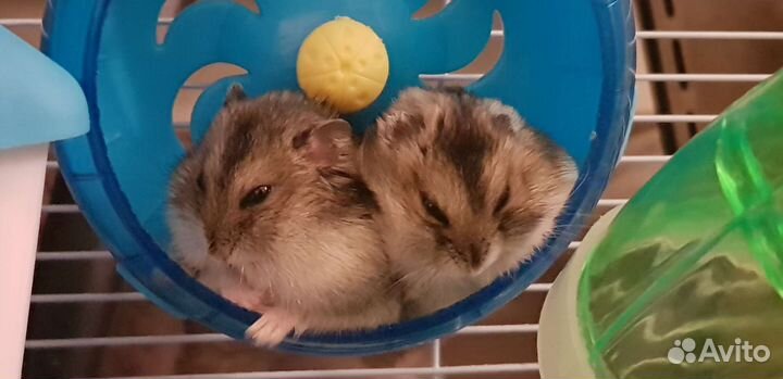 Джунгарский хомяк