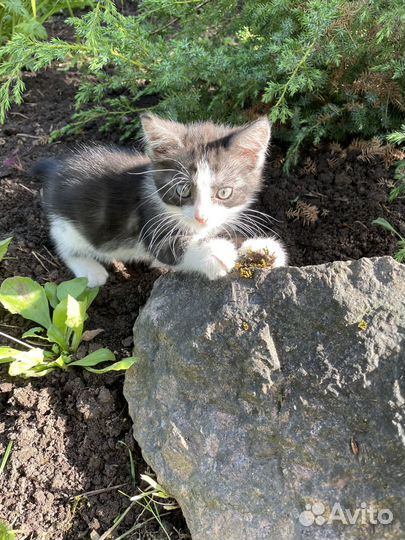 Котята в добрые руки даром