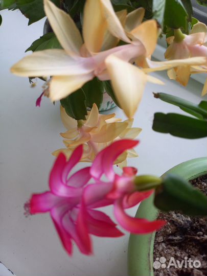 Декабрист шлюмбергера, рипсалидопсисы