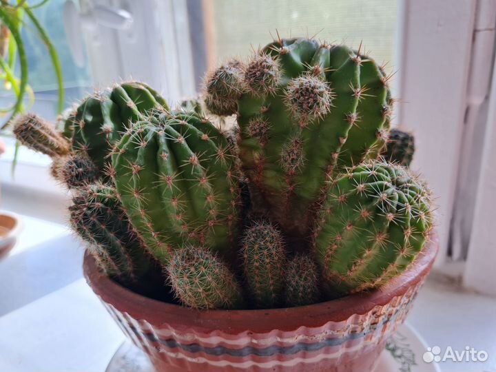 Большой Кактус ищет друзей