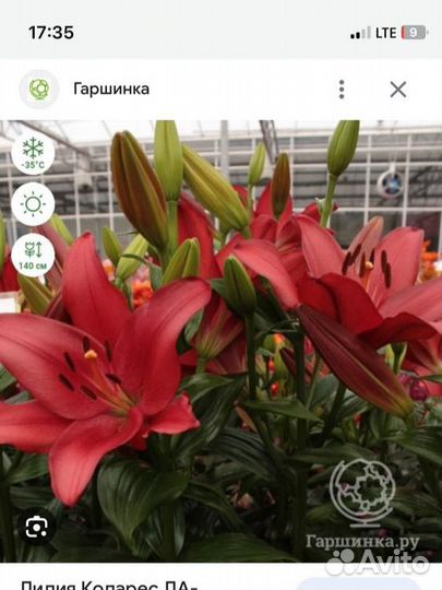 Лилии луковицы