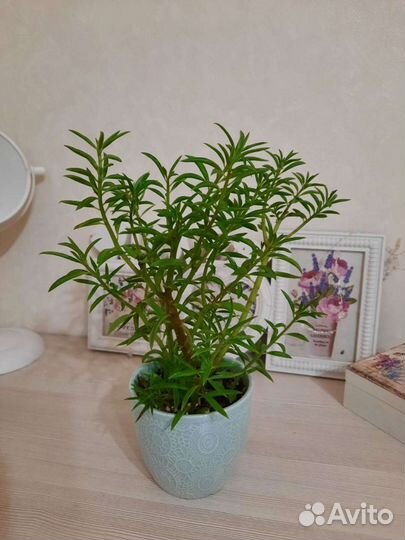 Пеперомия феррейра