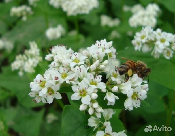 Мед 2024 года из Алтая оптом